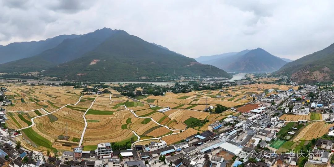 香格里拉:正是夏糧收割季 金沙江畔好“豐”景